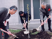 横山邸2世桜の植樹